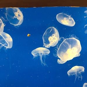 Meet your Posher, Janette